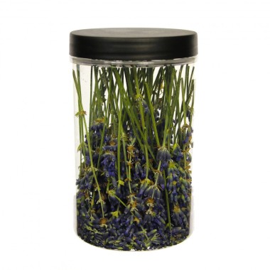LIOFILIZĒTA LAVAnda